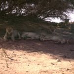 namibia-im Gemsbock-N.P. 1987