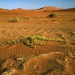 namibia Sossusvlei 1987