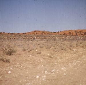 namibia-Gemsbock N.P.1987