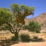 namibia-im Gemsbock-N.P. 1987