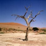 namibia-sossusvlei-baum 1987