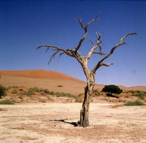 namibia-sossusvlei-baum 1987