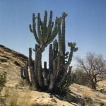 namibia-sossusvlei-euphorbia 1987