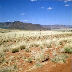 Namibia Silbergras vor Sossusvlei 1987