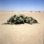 Namibia Welwetschia doppelgeschlechtlich 1987