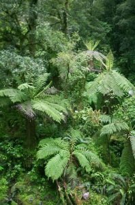 neuseeland bay of islands 015