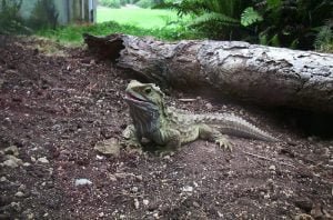 neuseeland-stewart-island-2001