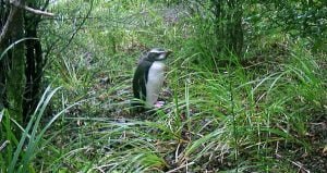 neuseeland-stewart-island-2001