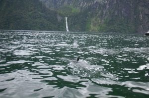 neuseeland-stewart-island-2001