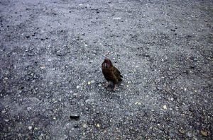 neuseeland-stewart-island-kiwi 2001