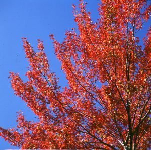 new-hampshire-Foliage in voller Pracht