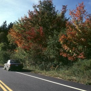 new-hampshire-Toyota -erstes Herbstlaub