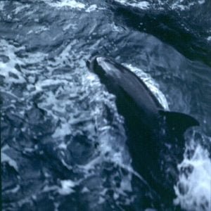 neuseeland milfordsound-delphin 2001