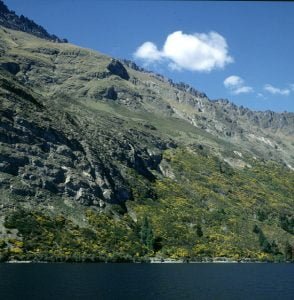 neuseeland-queenstown-ginsterufer 2001