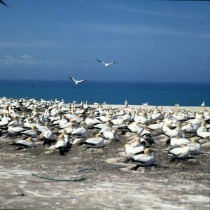 neuseeland-rotorua-tölpel 2001