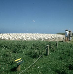 neuseeland-rotorua-tölpel 2001