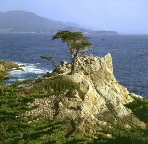 san-francisco-monterey lonepine