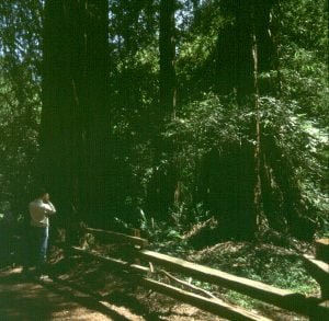 san-francisco-nils redwood park