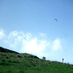 neuseeland-stewart-island-albatrosse 2001