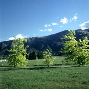 neuseeland-stewart-island-dreibaum 2001