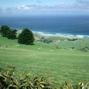 neuseeland Schafweide Dunedin 2001