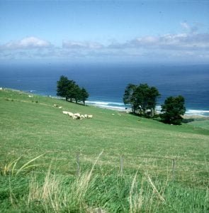neuseeland Schafweide Dunedin 2001