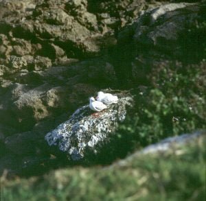 neuseeland-stewart-island-seevoegel