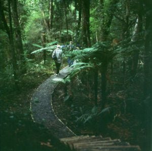 neuseeland-stewart-island-urwaldweg