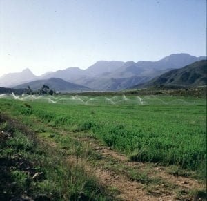 suedafrika durban karoo feld