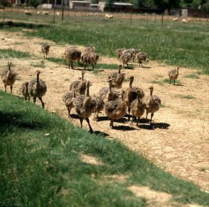suedafrika-Straußenfarm 1987