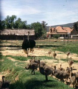 suedafrika durban strauss familie