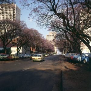 Suedafrika-Jacarandablüte in Pretoria 1980