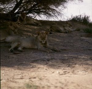 Südafrika Löwen im Gemsbock N.P. 1987