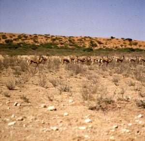 Südafrika-Impalas im Gemsbock N.P. 1987