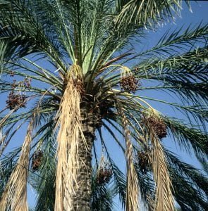 Tunesien-Djerba-Inlandausflug 1990