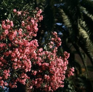 Tunesien-Hammamet - Fourati 1993
