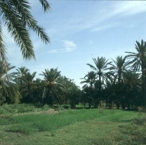 Tuniesien Oase bei Gabes 1980