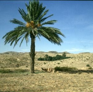 tunesien sueden matmata palme