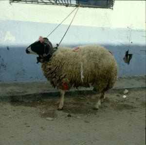 tunesien volk hammel