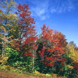 vermont-beginnende Foliage