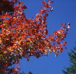 vermont-erstes volles blaetterot