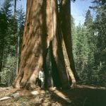 yosemite-park-Mammutbaum