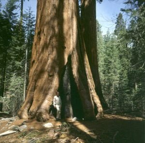 yosemite-park-Mammutbaum