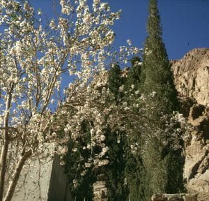 aegypten-sinai-klostergarten 1981