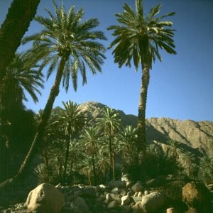 aegypten-sinai-oase feiran-1981