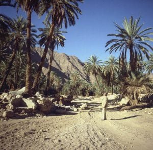 aegypten-sinai-oase feiran-1981