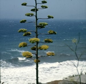 andalusien-agave-meer