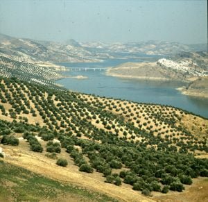 andalusien-olivenberg