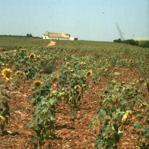 spanien-andalusien-sonnenblumen 1977