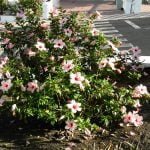 Traumschiff-Madeira-kanaren-hibiskus 2012